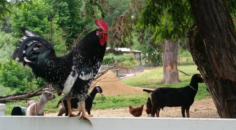 rooster